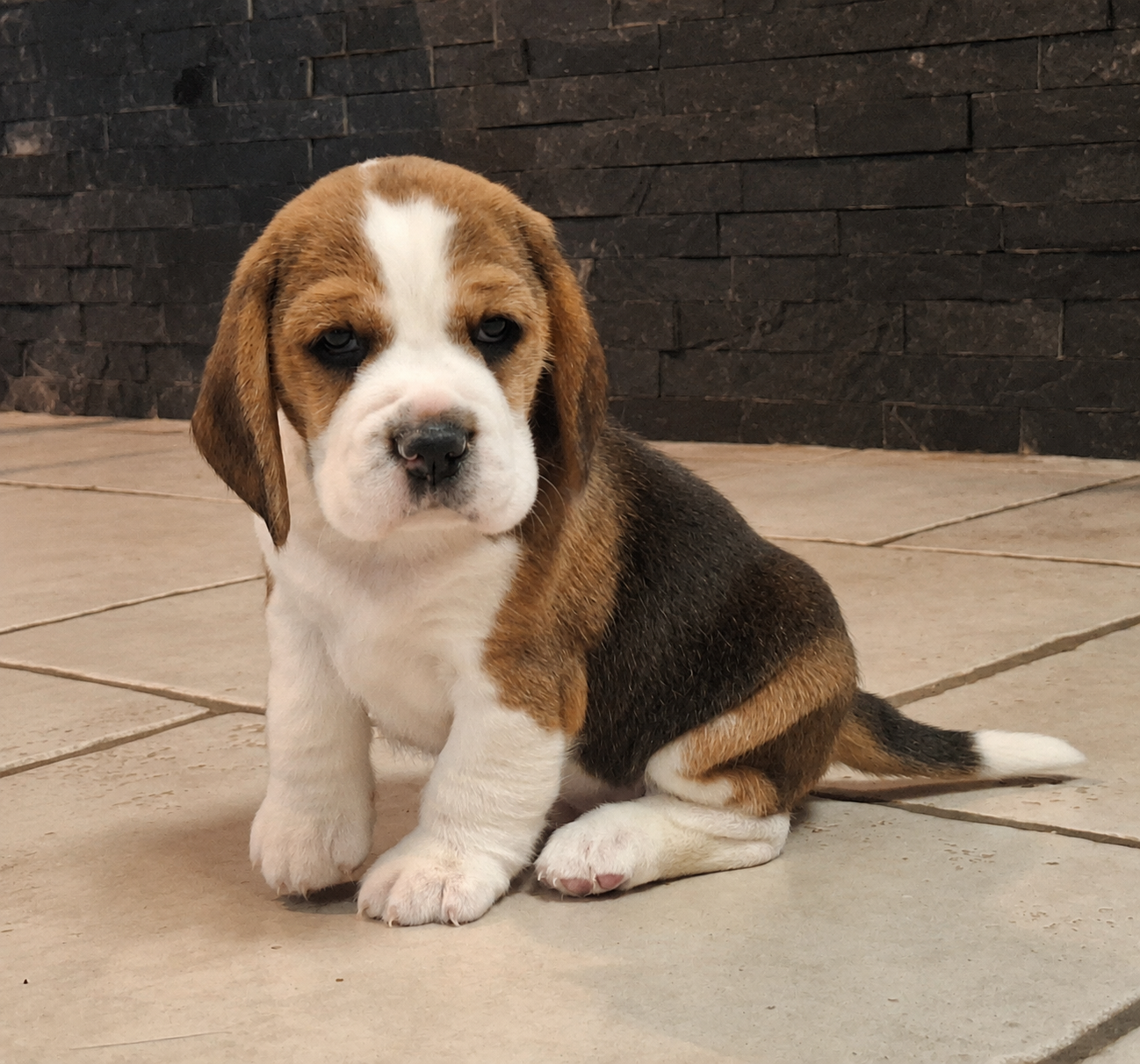 Chiot N°2