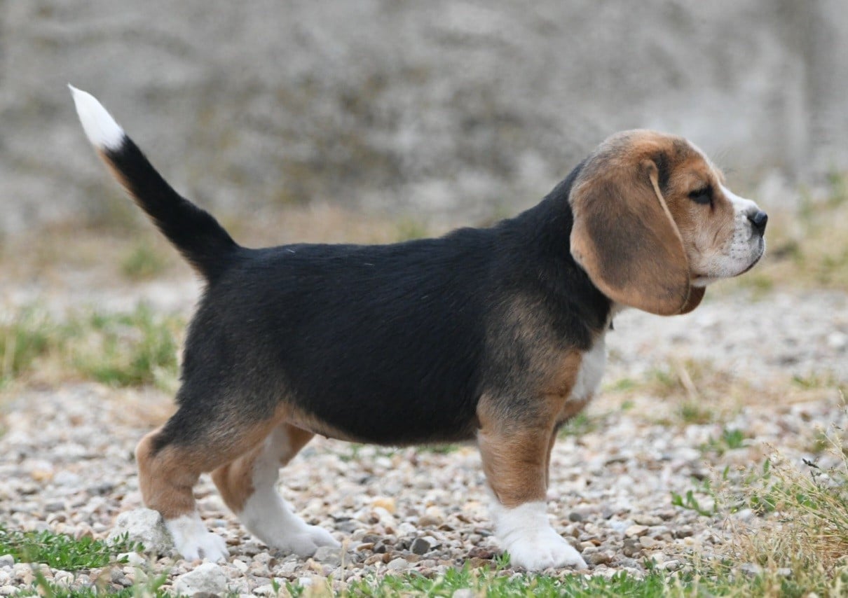CHIOT 2