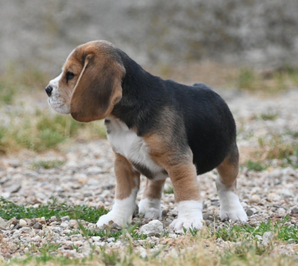 CHIOT 2