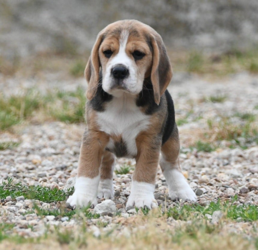 CHIOT 2