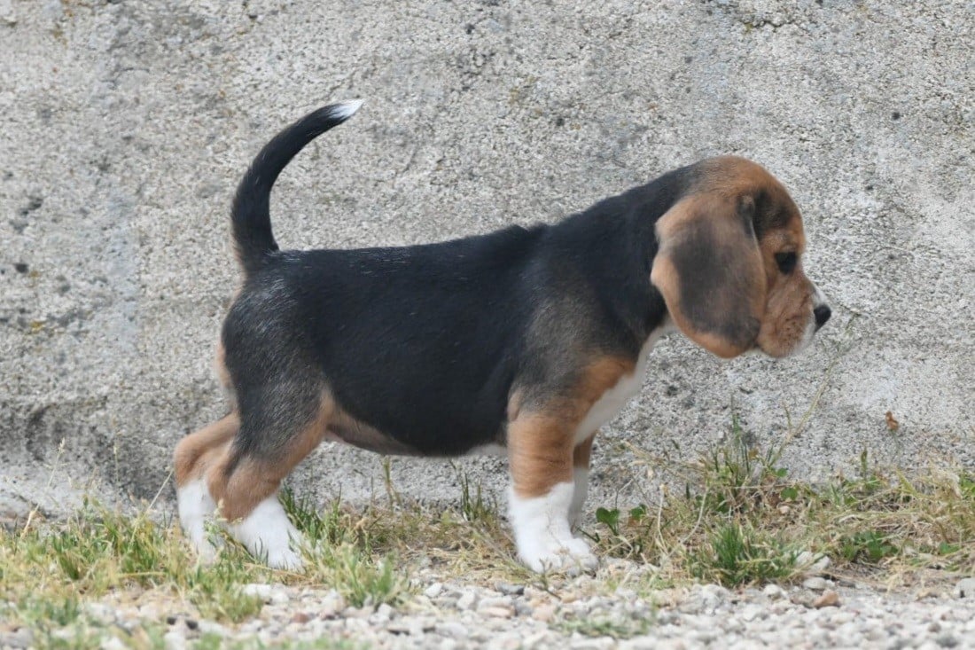 CHIOT 1
