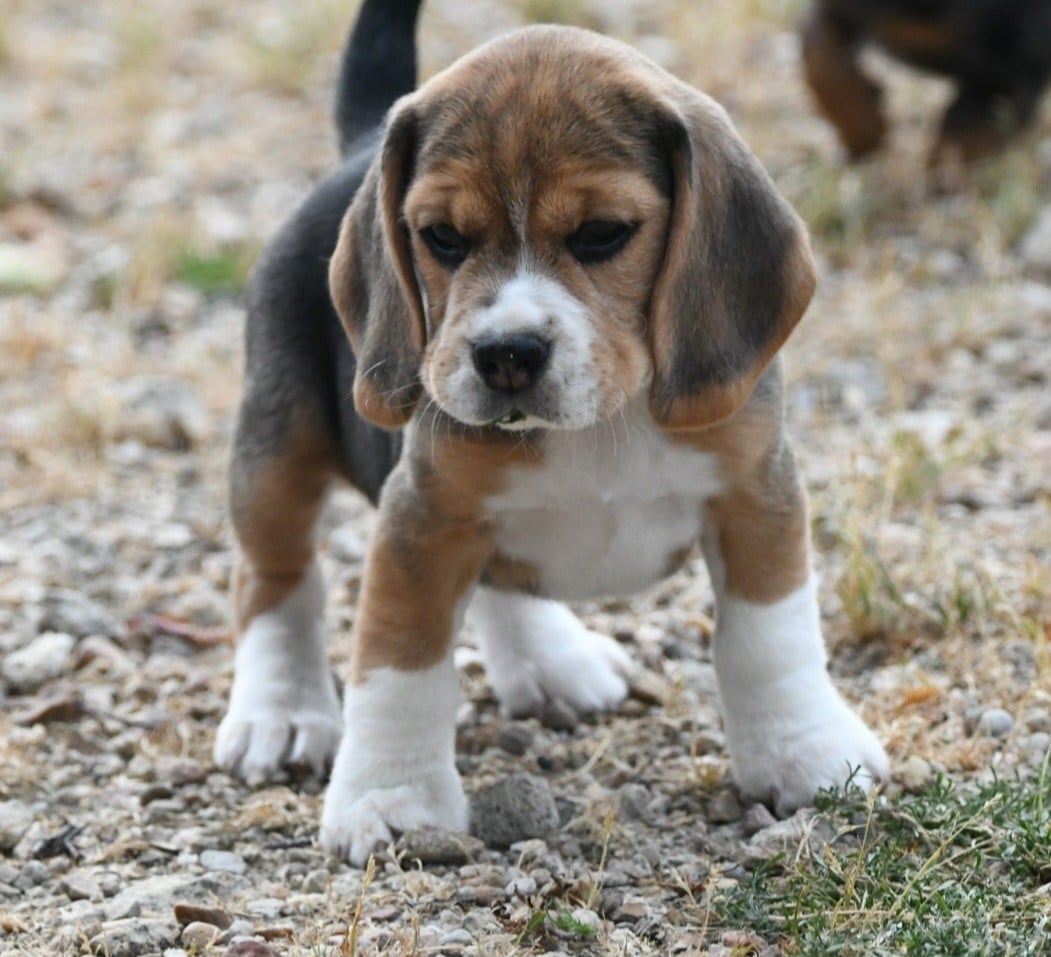 CHIOT 1