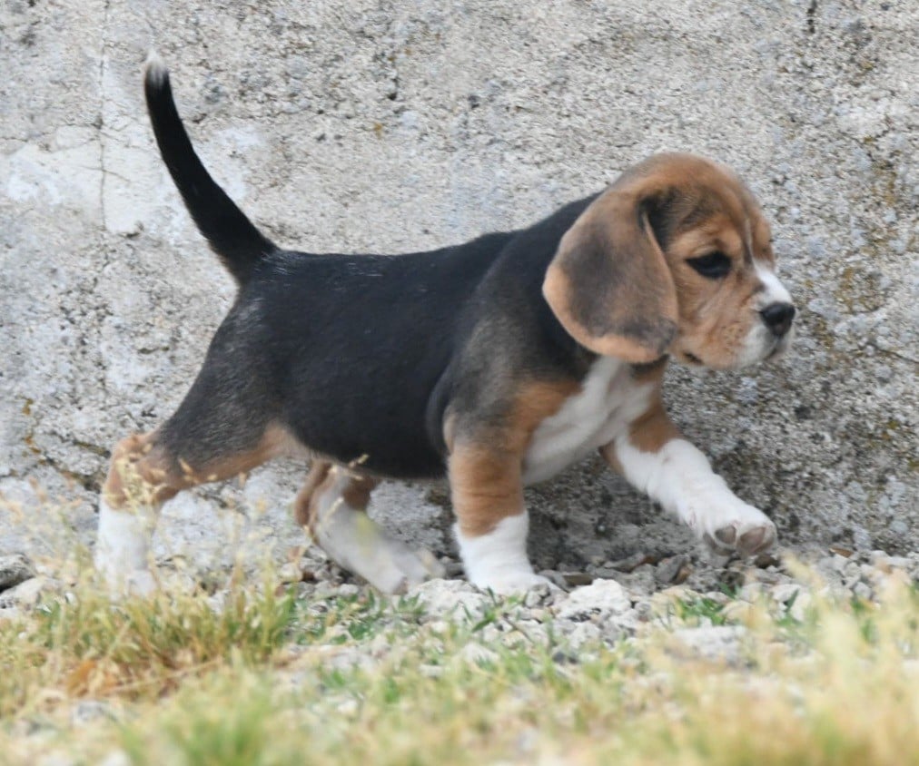 CHIOT 1