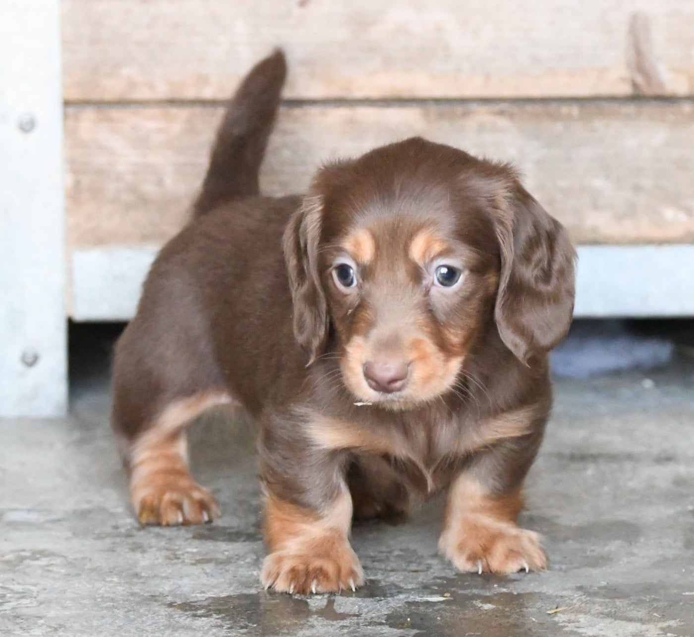 Chiot N°2