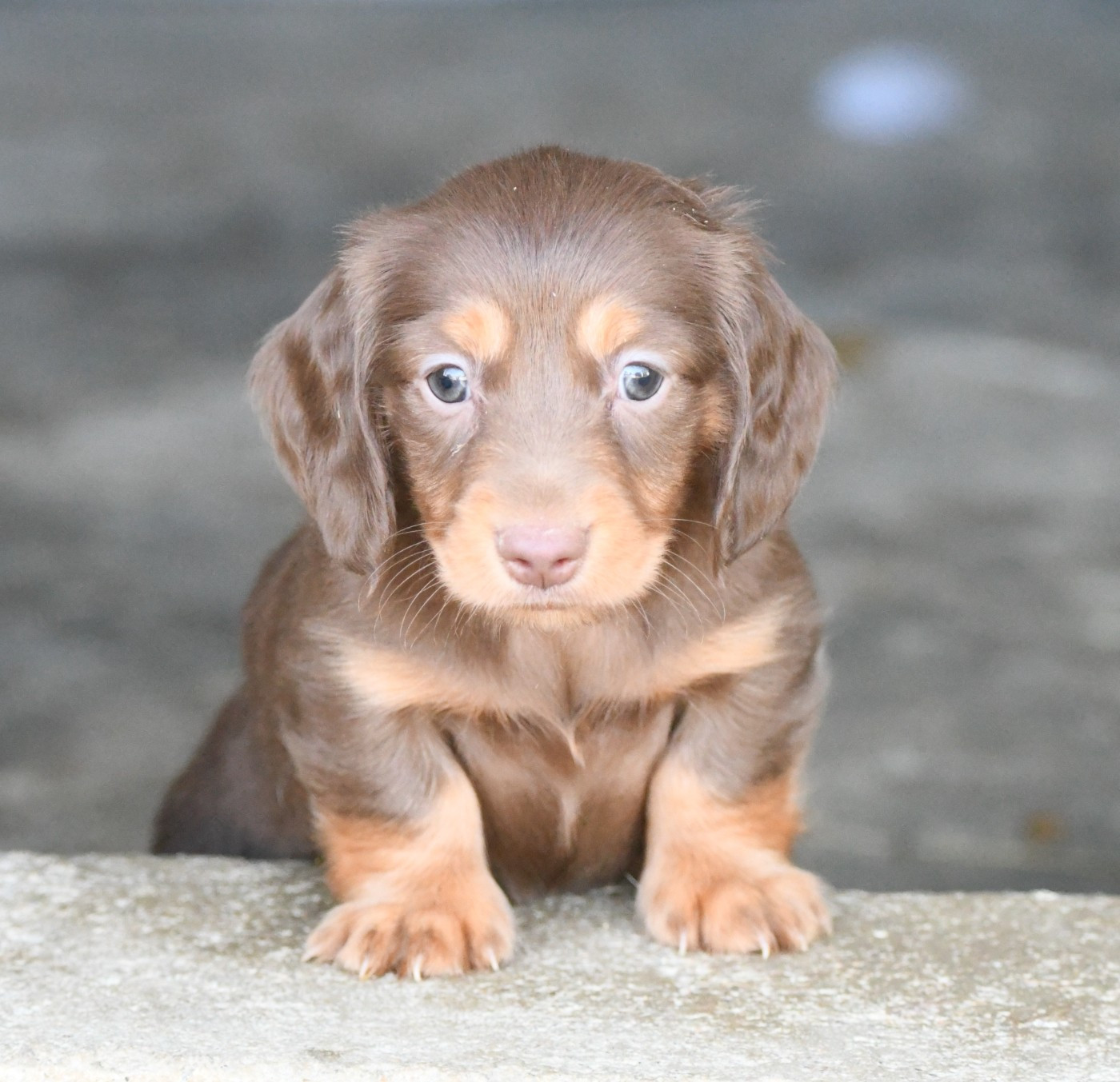 Chiot N°2