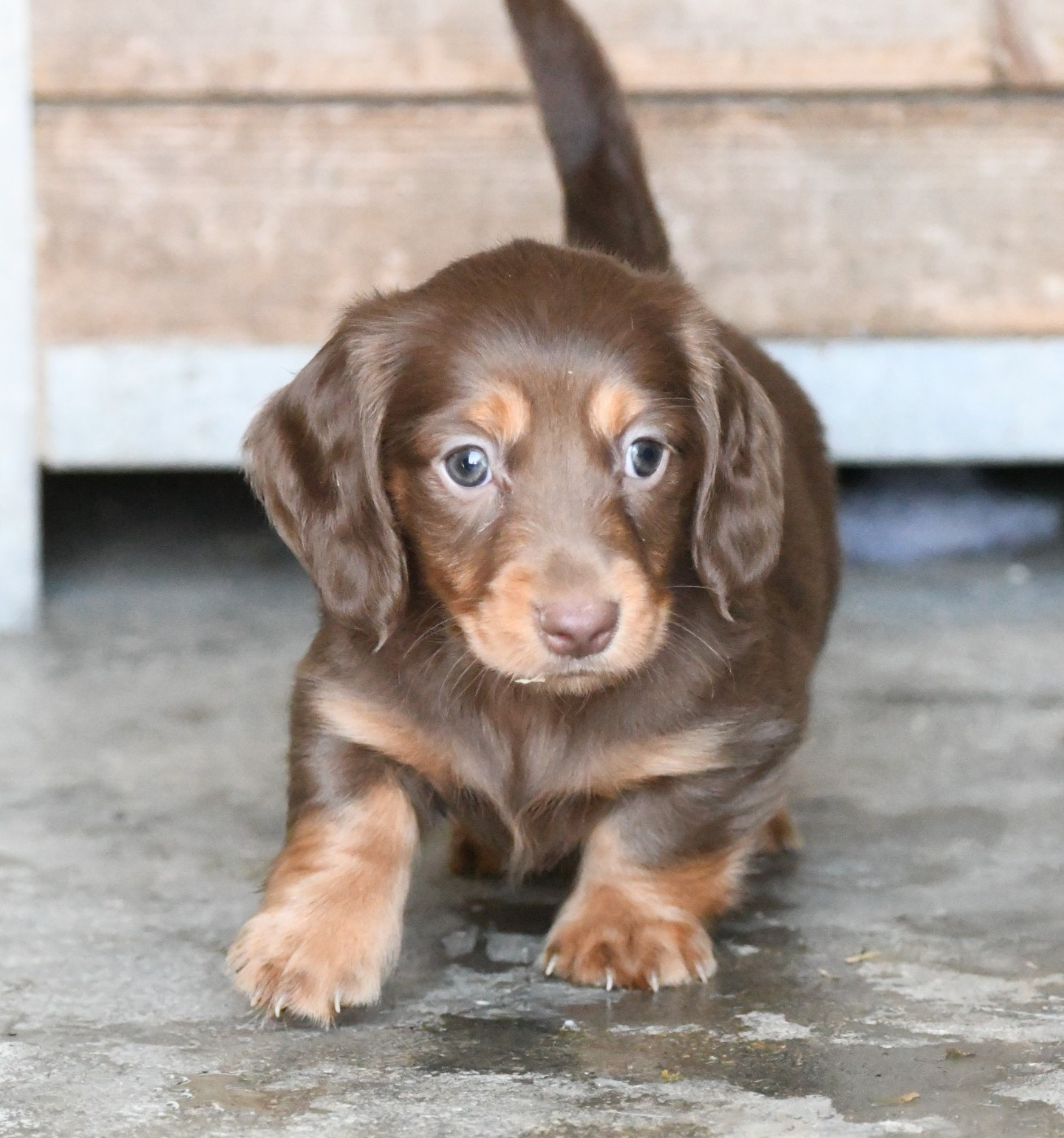Chiot N°2