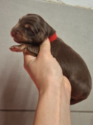 Les chiots de Teckel poil long