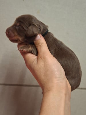 Les chiots de Teckel poil long