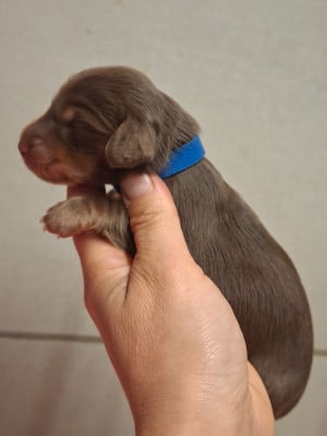 Les chiots de Teckel poil long