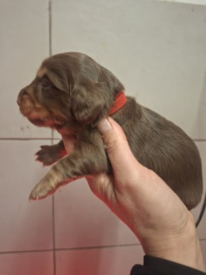 Les chiots de Teckel poil long