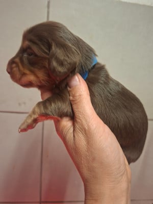 Les chiots de Teckel poil long