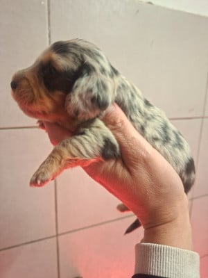 Les chiots de Teckel poil long