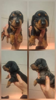 Les chiots de Teckel poil long