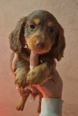 Les chiots de Teckel poil long