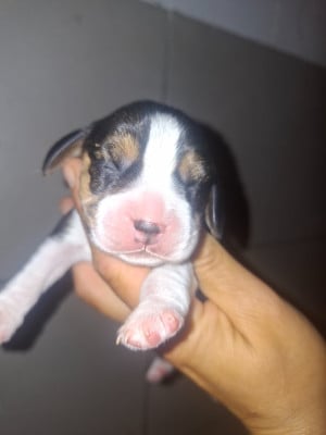 Les chiots de Beagle