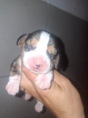 Les chiots de Beagle