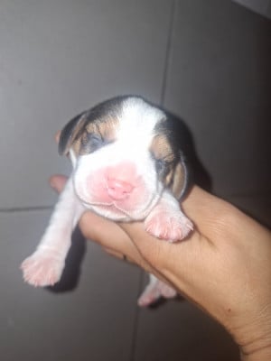 Les chiots de Beagle