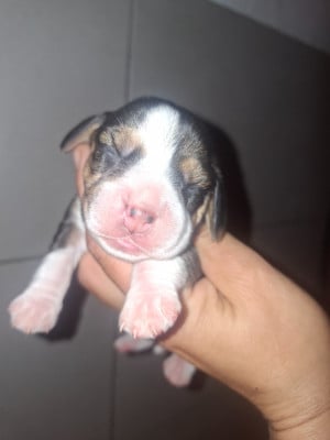 Les chiots de Beagle