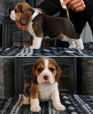 Les chiots de Beagle