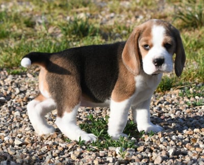 Les chiots de Beagle