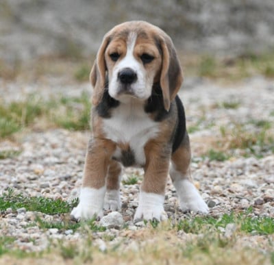 Les chiots de Beagle