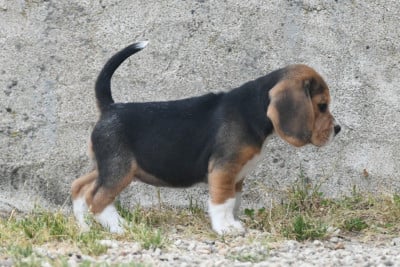 Les chiots de Beagle