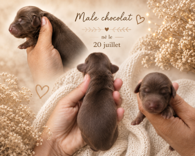 Les chiots de Teckel poil long