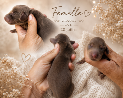 Les chiots de Teckel poil long
