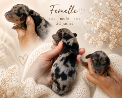 Les chiots de Teckel poil long