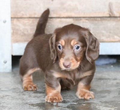 Les chiots de Teckel poil long