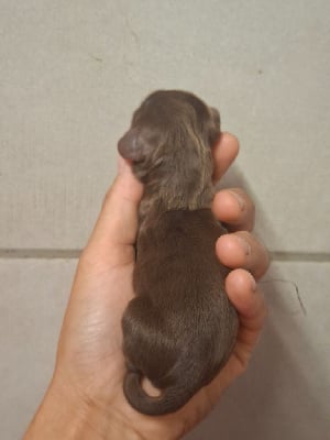 Les chiots de Teckel poil long