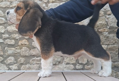 Les chiots de Beagle