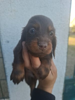 Les chiots de Teckel poil long
