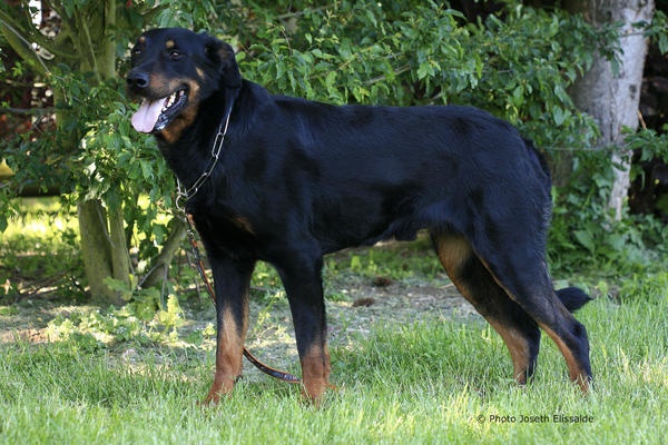 Vvotan du Royaume D'Elsa - 2em classe ouverte male r.c.a.c.s