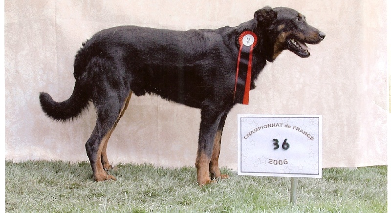 Vvotan du Royaume D'Elsa - excellent n.c classe ouverte males