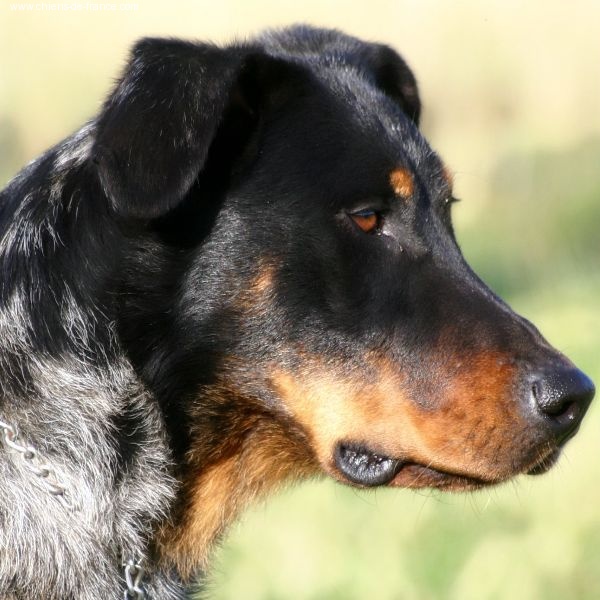 Udinlympe De la vallée de montmorency - EXC:N.C