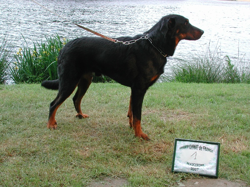 Vvotan du Royaume D'Elsa - 1er classe overte male rcacs