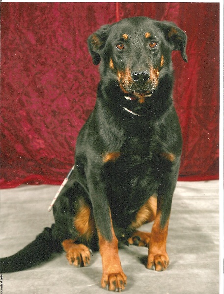 Vvotan du Royaume D'Elsa - 4em excellent classe ouverte male