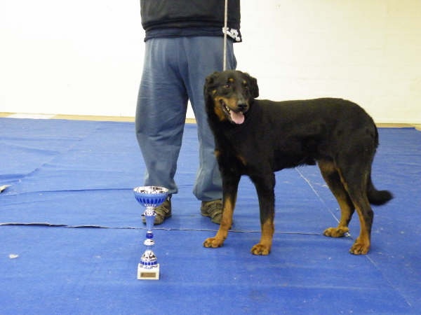 Vvotan du Royaume D'Elsa - 2em classe ouverte male r.c.a.c.s & r.c.a.c.i.b