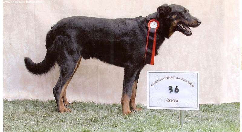 Vvotan du Royaume D'Elsa - 1er classe intermédiere/recommender