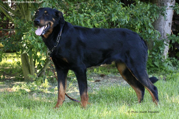 Vvotan du Royaume D'Elsa - CACS MEILLEUR DE RACE