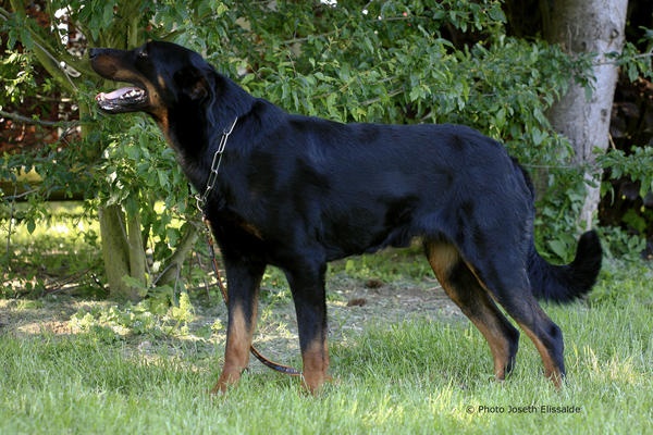 Vvotan du Royaume D'Elsa - 2em classe ouverte male r.c.a.c.s