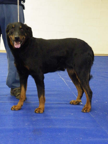 Vvotan du Royaume D'Elsa - 3 em EX CLASSE OUVERTE MALE