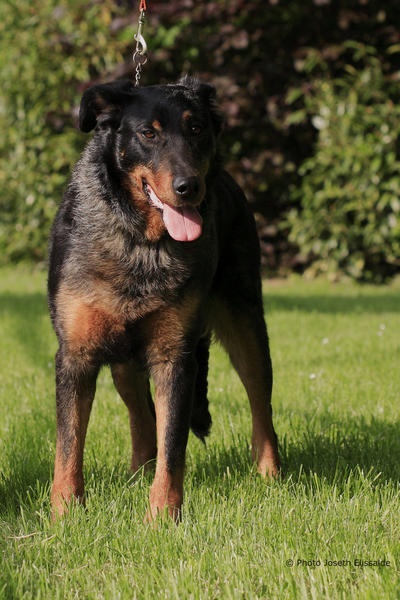 Udinlympe De la vallée de montmorency - 2em classe ouverte femelle r.c.a.c.s r.c.a.c.i.b