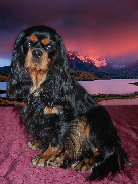 Chanel Du mas paskalia - excellent classe intermédiaire