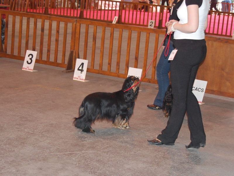 Chanel Du mas paskalia - 1ère excellent classe ouverte et CACS