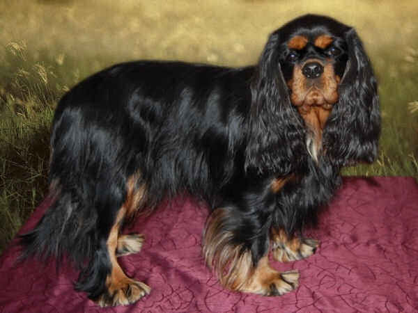 Chanel Du mas paskalia - bon