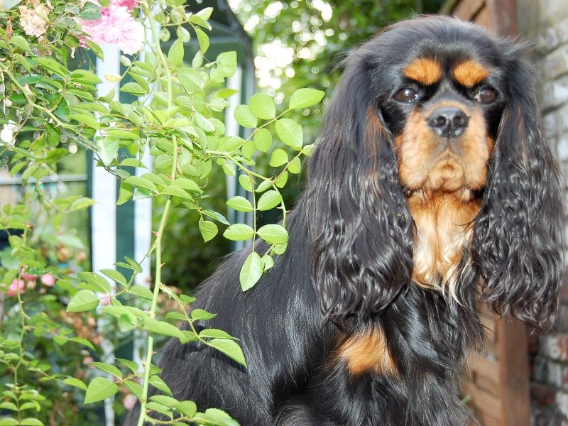 Chanel Du mas paskalia - 1er excellent classe intermédiaire + CACS