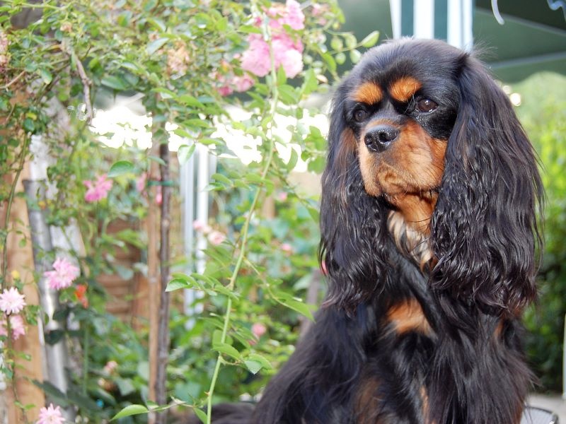 Chanel Du mas paskalia - 1er excellent classe intermédiaire + CACS