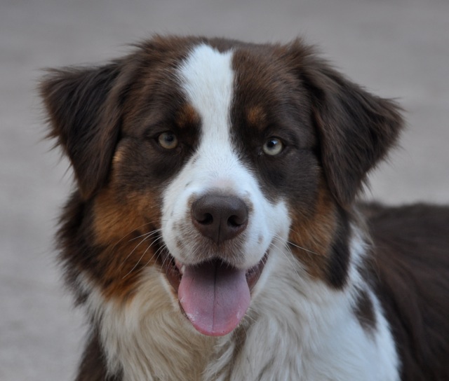 Publication : Of surf paradise Auteur : Alain-Louis Aymard